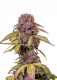 FastBuds Lemon Cherry Cookies - Auto - 3er