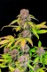 FastBuds Lemon Cherry Cookies - Auto - 3er