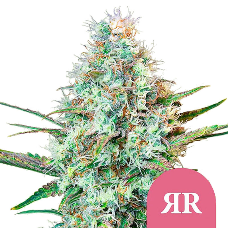 Royal Queen Royal Runtz | Feminisiert | 3 Samen