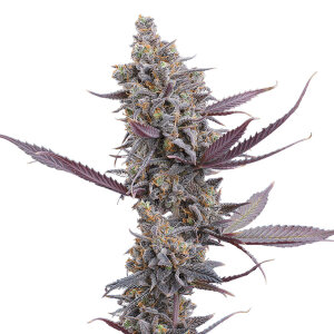 BGS Cinderella Pineapple Feminisiert 3er