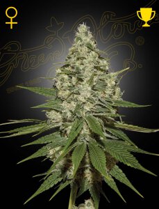 Green House Seeds Super Lemon Haze / Fem / 5er