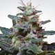 Paradise Seeds Sweet Purple / Fem / 5er