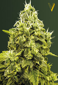 Victory Seeds Jack Hammer / Fem / 5er