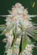 Victory Seeds Chocodope / Auto / 10er