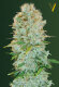 Victory Seeds Critical / Fem / 10er