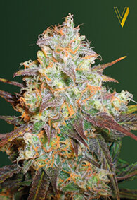 Victory Seeds Chocodope / Fem / 10er