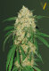 Victory Seeds Bubblegum+ Pro / Fem / 10er