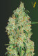 Victory Seeds Green Wild Shark / Fem / 10er