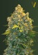 Victory Seeds Chronic Monster XXL / Auto / 10er