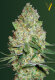 Victory Seeds Chronic Monster XXL / Fem / 10er