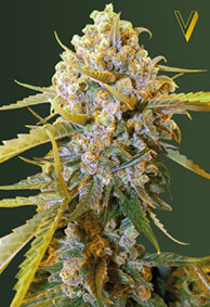 Victory Seeds Biggest Bud / Fem / 10er