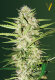 Victory Seeds Parmesan / Auto / 10er