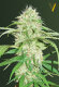 Victory Seeds Super Mazar / Auto / 10er