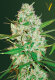 Victory Seeds Red Russian XXL / Auto / 10er