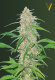 Victory Seeds AK-77V / Fem / 10er