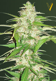 Victory Seeds Ultra Power Plant / Auto / 10er