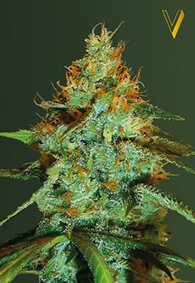 Victory Seeds Original Limonade Skunk / Fem / 10er