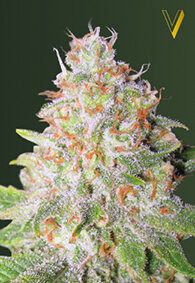 Victory Seeds Green Wild Shark / Auto / 10er