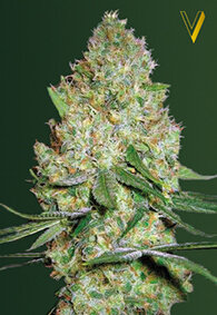 Victory Seeds Chronic Monster XXL / Fem / 5er