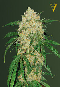 Victory Seeds Bubblegum+ / Fem / 3er