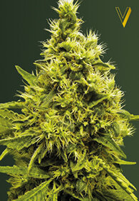 Victory Seeds White Widow / Fem / 5er