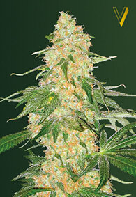 Victory Seeds Super Extra Skunk / Fem / 10er