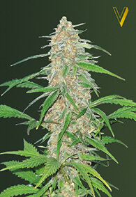 Victory Seeds AK-77V / Fem / 5er