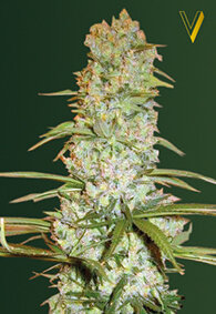 Victory Seeds Red Russian XXL / Fem / 5er