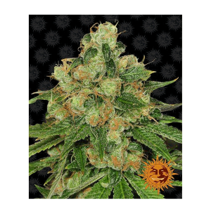 Barneys Farm CBD Caramel - Reg - 10er