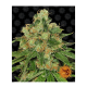 Barneys Farm CBD Caramel - Reg - 10er