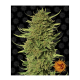 Barneys Farm Critical Kush - Reg - 10er