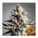 Barneys Farm Critical Kush - Reg - 10er