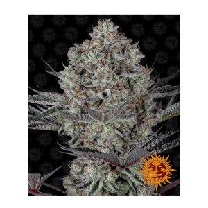 Barneys Farm Dos Si Dos 33 - Fem - 5er