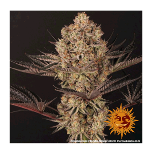 Barneys Farm Dos Si Dos 33 - Fem - 5er