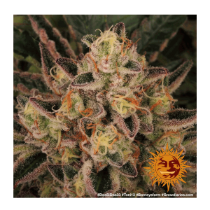 Barneys Farm Dos Si Dos 33 - Fem - 5er