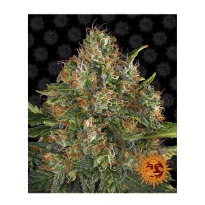 Barneys Farm G13 Haze - Reg - 10er