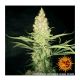 Barneys Farm G13 Haze - Reg - 10er