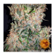 Barneys Farm G13 Haze - Reg - 10er