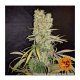 Barneys Farm G13 Haze - Reg - 10er