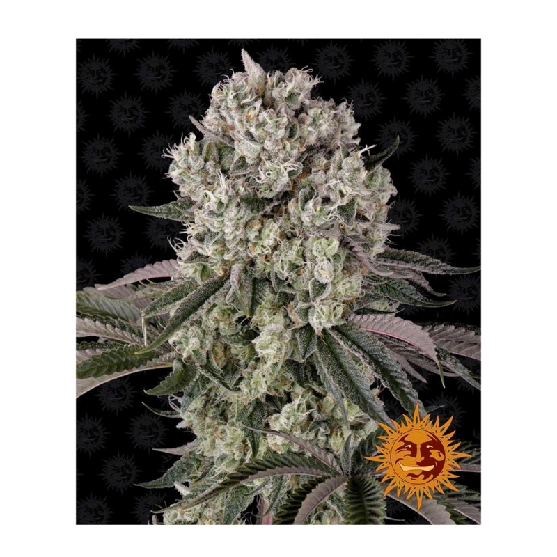 Barneys Farm Glookies - Fem - 5er