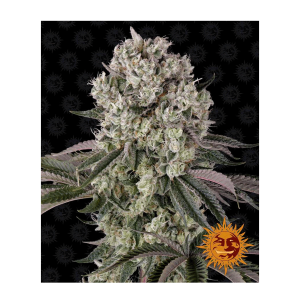 Barneys Farm Glookies - Fem - 5er