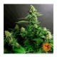 Barneys Farm Gorilla Zkittlez - Fem - 10er