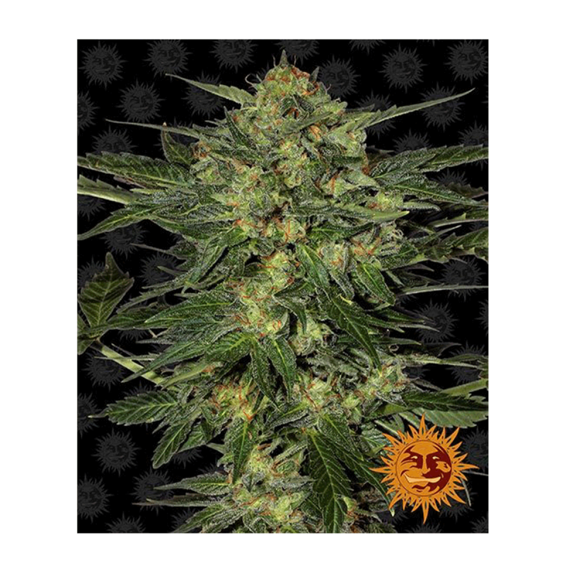 Barneys Farm LSD - Fem - 10er