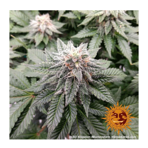 Barneys Farm LSD - Fem - 10er