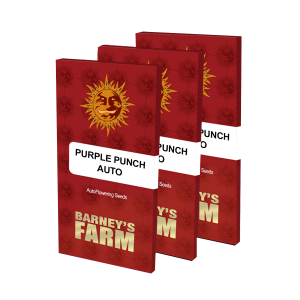 Barneys Farm Purple Punch - Auto - 3er