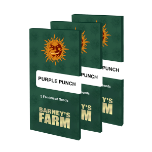 Barneys Farm Purple Punch - Fem - 10er