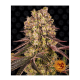 Barneys Farm Runtz Muffin - Fem - 5er