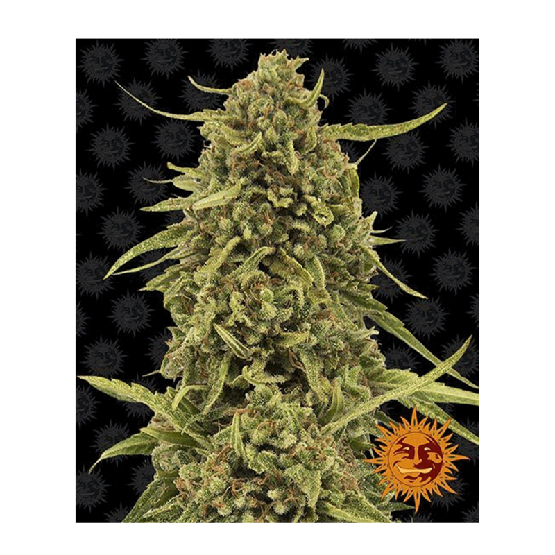 Barneys Farm Widow Remedy - Reg - 10er