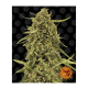 Barneys Farm Widow Remedy - Reg - 10er