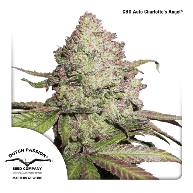 Dutch Passion Auto CBD Charlotte`s Angel - Auto - 3er